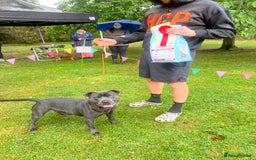 Staffordshire Bull Terrier dogs for sale: Blue Staffordshire puppies - Image 13