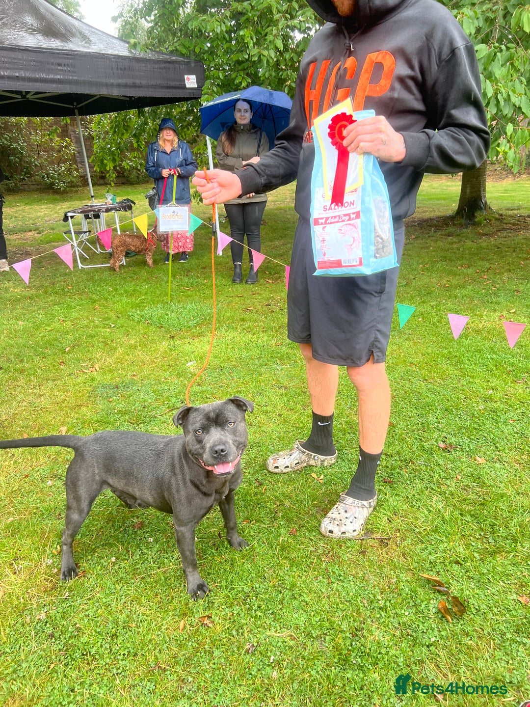 Staffordshire Bull Terrier dogs for sale: Blue Staffordshire puppies - Image 13