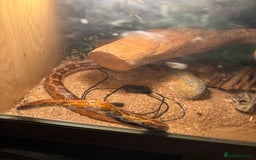 Corn Snake reptiles for sale: Adult Corn Snake Male  - Image 5