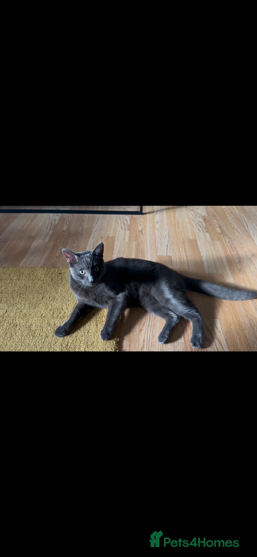 Chartreux cats for stud: Handsome BSH mix for Stud  in London - Advert 14