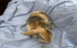 Mini Lop rabbits for sale: Mini lops  - Image 5