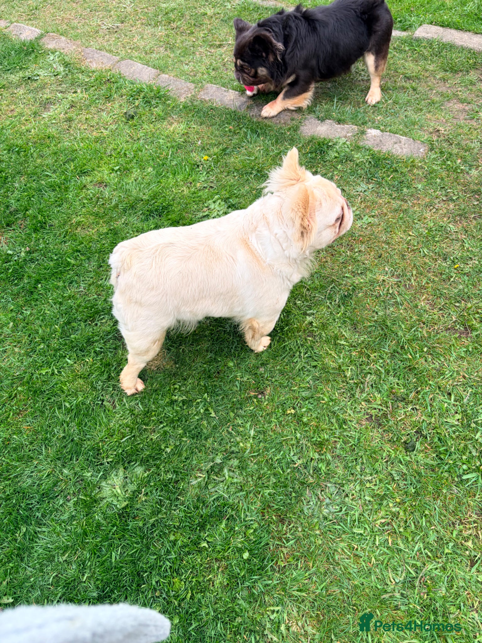French Bulldog dogs for sale: Adult french bulldogs - Advert 3