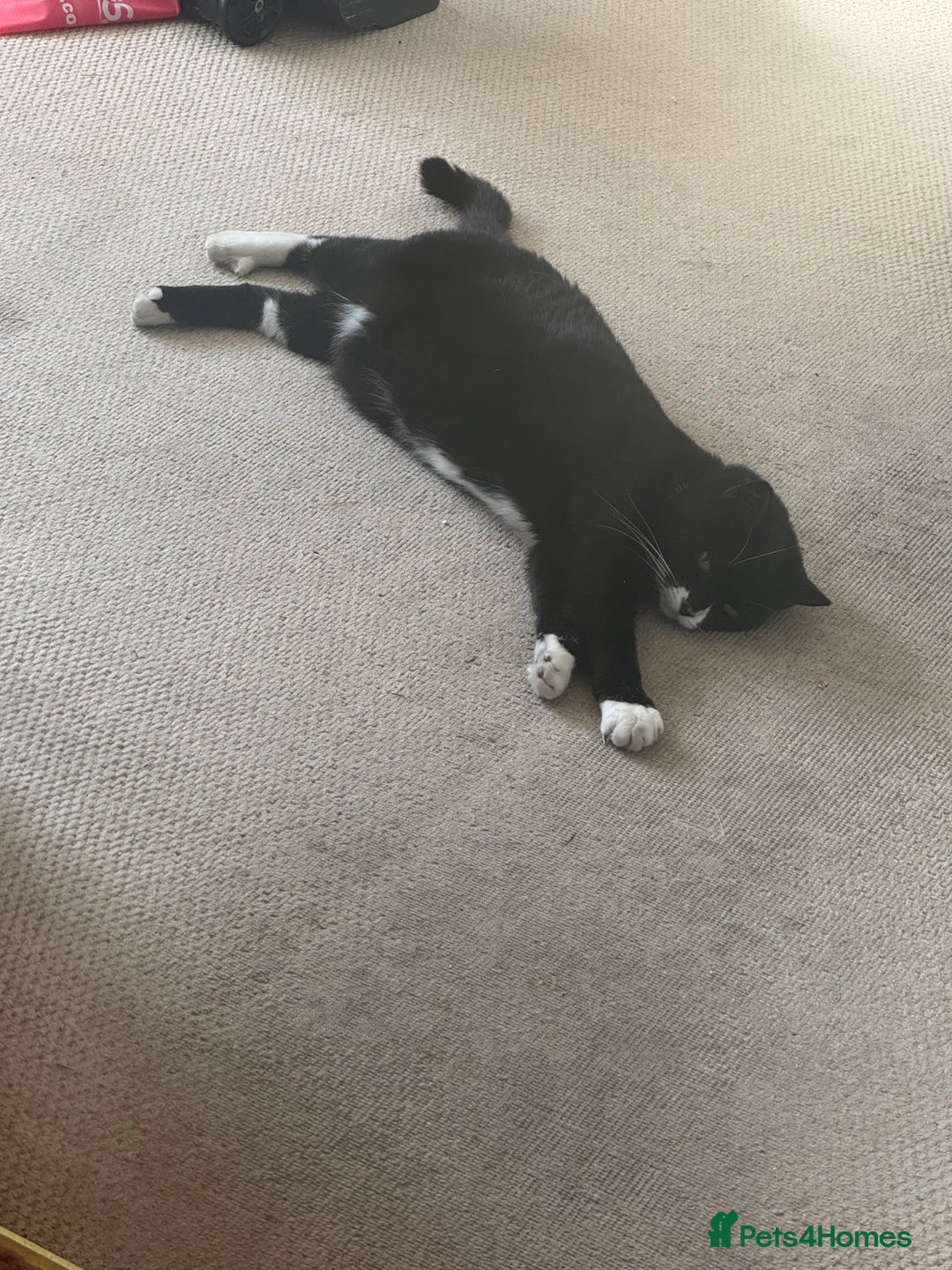 Domestic Shorthair cats for sale: Lovely Girl Mimi - Advert 2