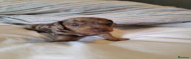 Miniature Dachshund Puppy 4