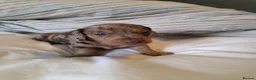 Miniature Dachshund dogs for sale: Miniature dachshund  - Advert 10