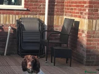 English Springer Spaniel dogs Pure springer puppies available at the end of Jan! - Advert 4