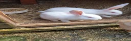 Continental Giant rabbits for sale: 2 Male continental giants  - Advert 2
