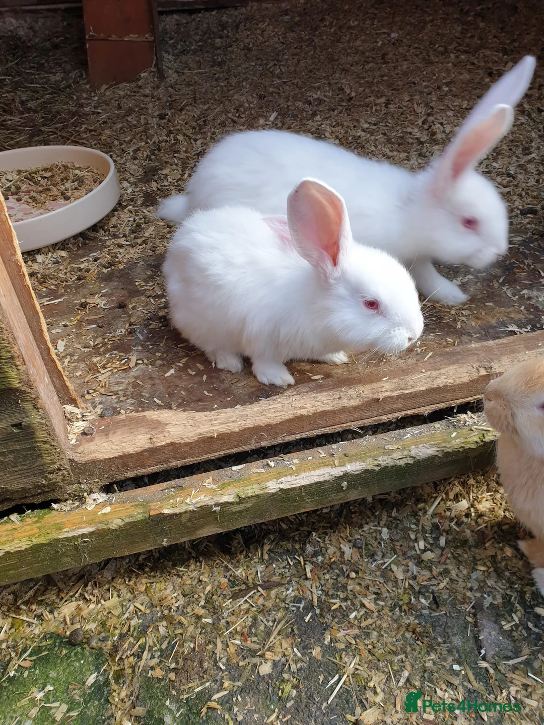 Continental Giant rabbits for sale: 2 Male continental giants  - Advert 2