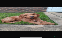 Australian Labradoodle dogs for sale: Beautiful Australian Labradoodle x pups!  - Image 11
