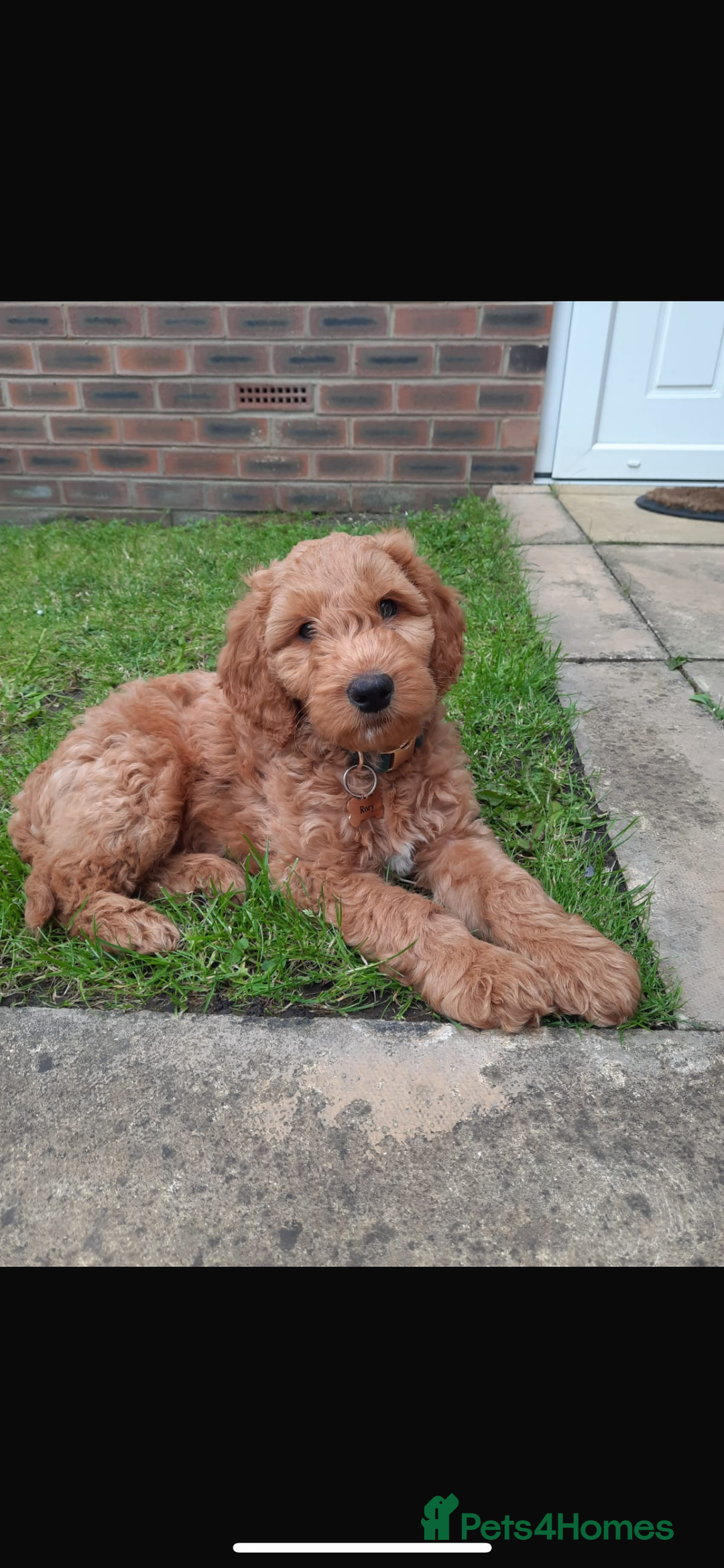 Australian Labradoodle dogs for sale: Beautiful Australian Labradoodle x pups!  - Image 11