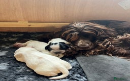 Cocker Spaniel dogs for sale: 3 KC Registered Show Cocker Spaniel Puppies  - Image 8