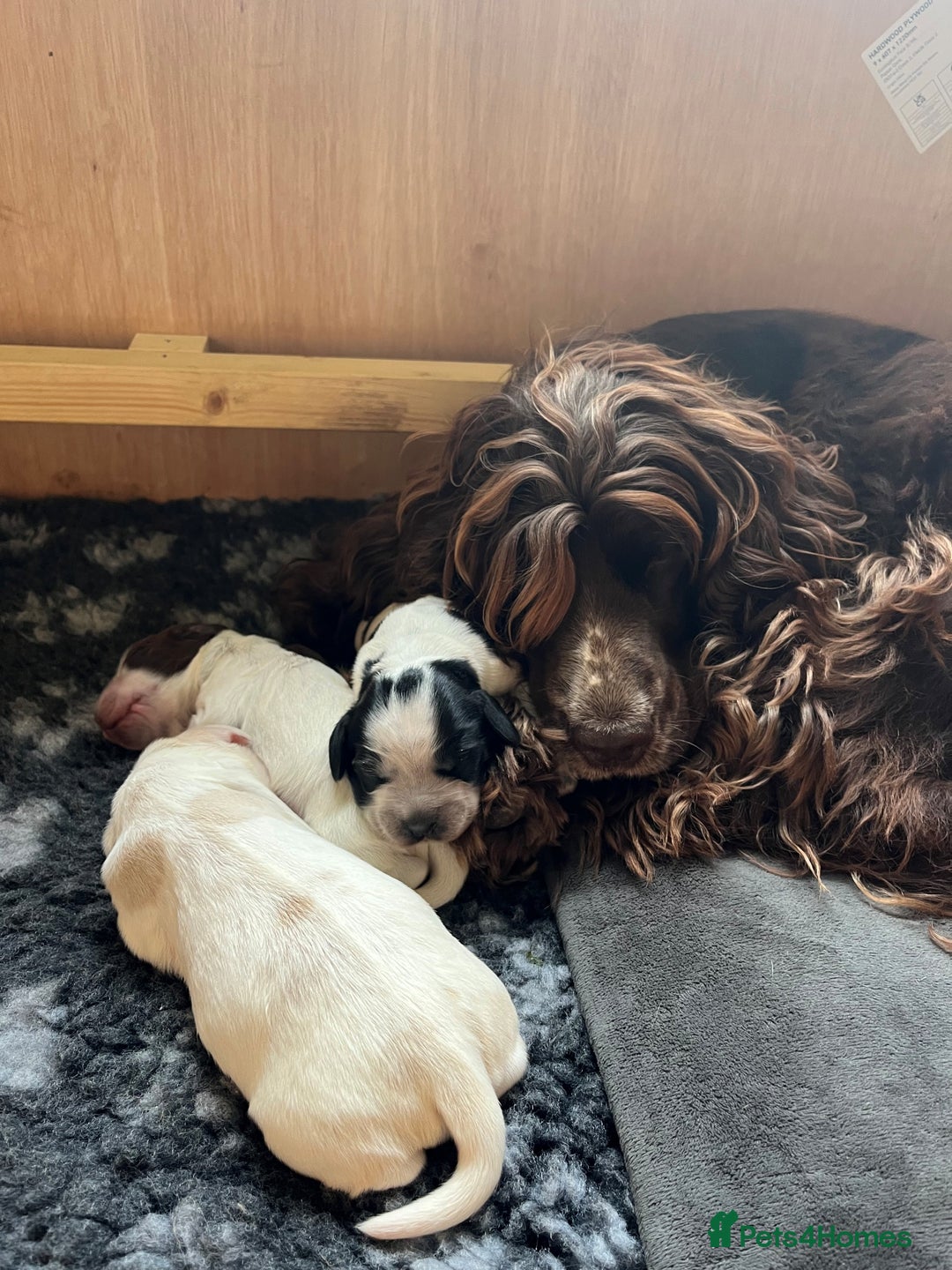 Cocker Spaniel dogs for sale: 3 KC Registered Show Cocker Spaniel Puppies  - Image 8