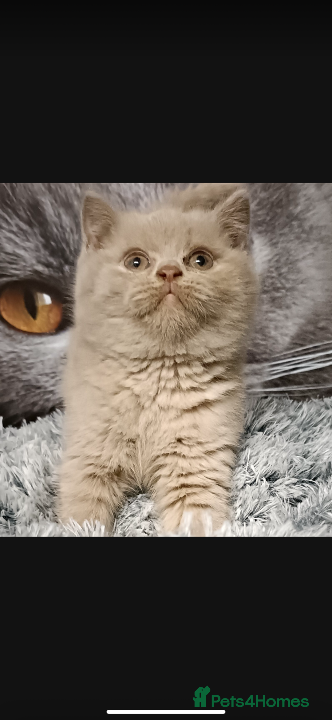 British Shorthair cats for sale: 1 left Stunning British shorthair kittens - Image 14