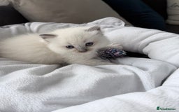 Ragdoll cats for sale: Ragdoll-lovely kittens - Image 13