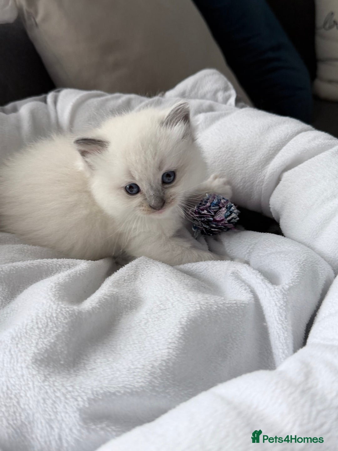 Ragdoll cats for sale: Ragdoll-lovely kittens - Image 13