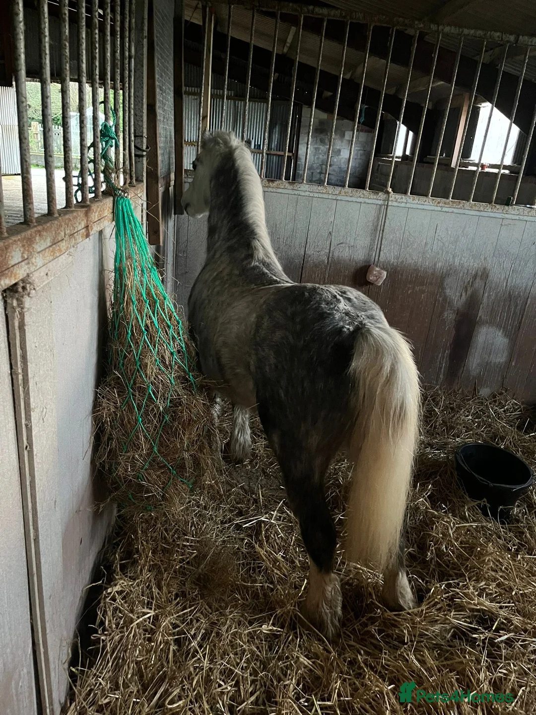 Welsh Section A horses for sale: Welsh Section A Gelding – Project / Companion - Advert 4