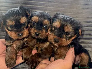 Yorkshire Terrier dogs Yorkshire terrier puppies 9 weeks - Advert 1