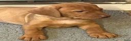 Mixed Breed dogs for sale: HUNGARIAN VIZSLA x FOX RED LABRADOR  - Advert 23