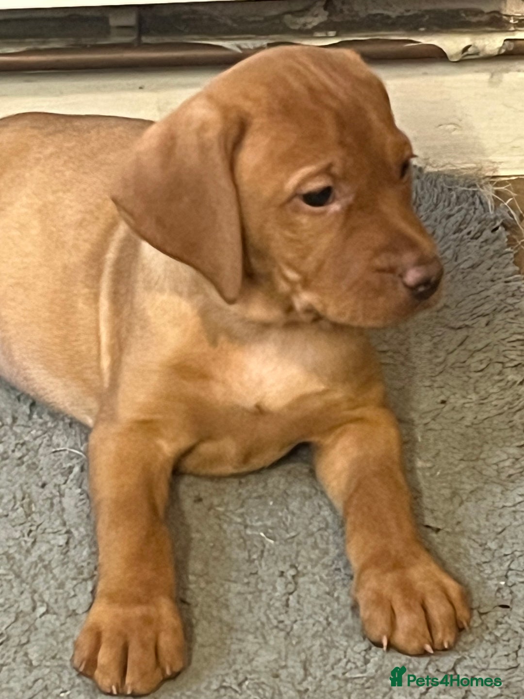 Mixed Breed dogs for sale: HUNGARIAN VIZSLA x FOX RED LABRADOR  - Advert 23