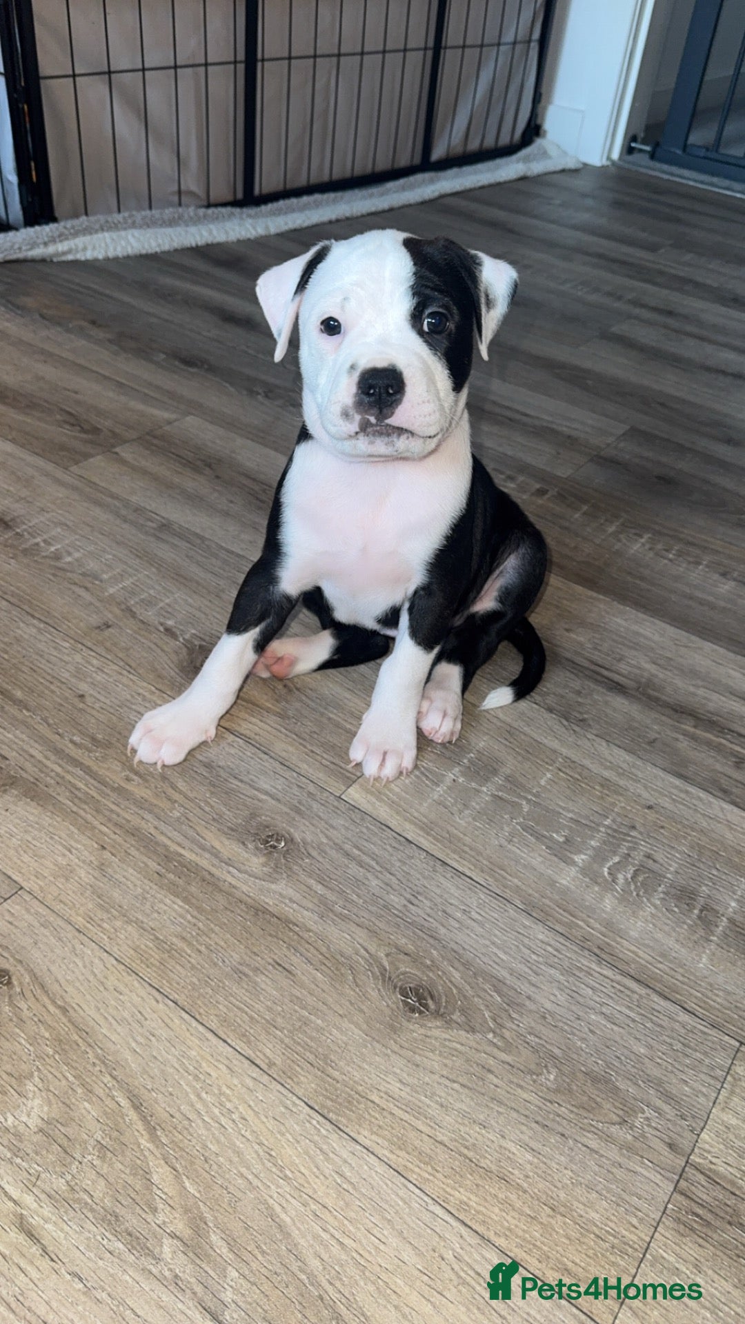 Mixed Breed dogs AMERICAN BULLDOG, BOXER CROSS - Advert 2
