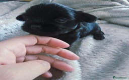Yorkshire Terrier dogs for sale: Mini Yorkshire terrier Biewer Chocolate /black  - Image 6