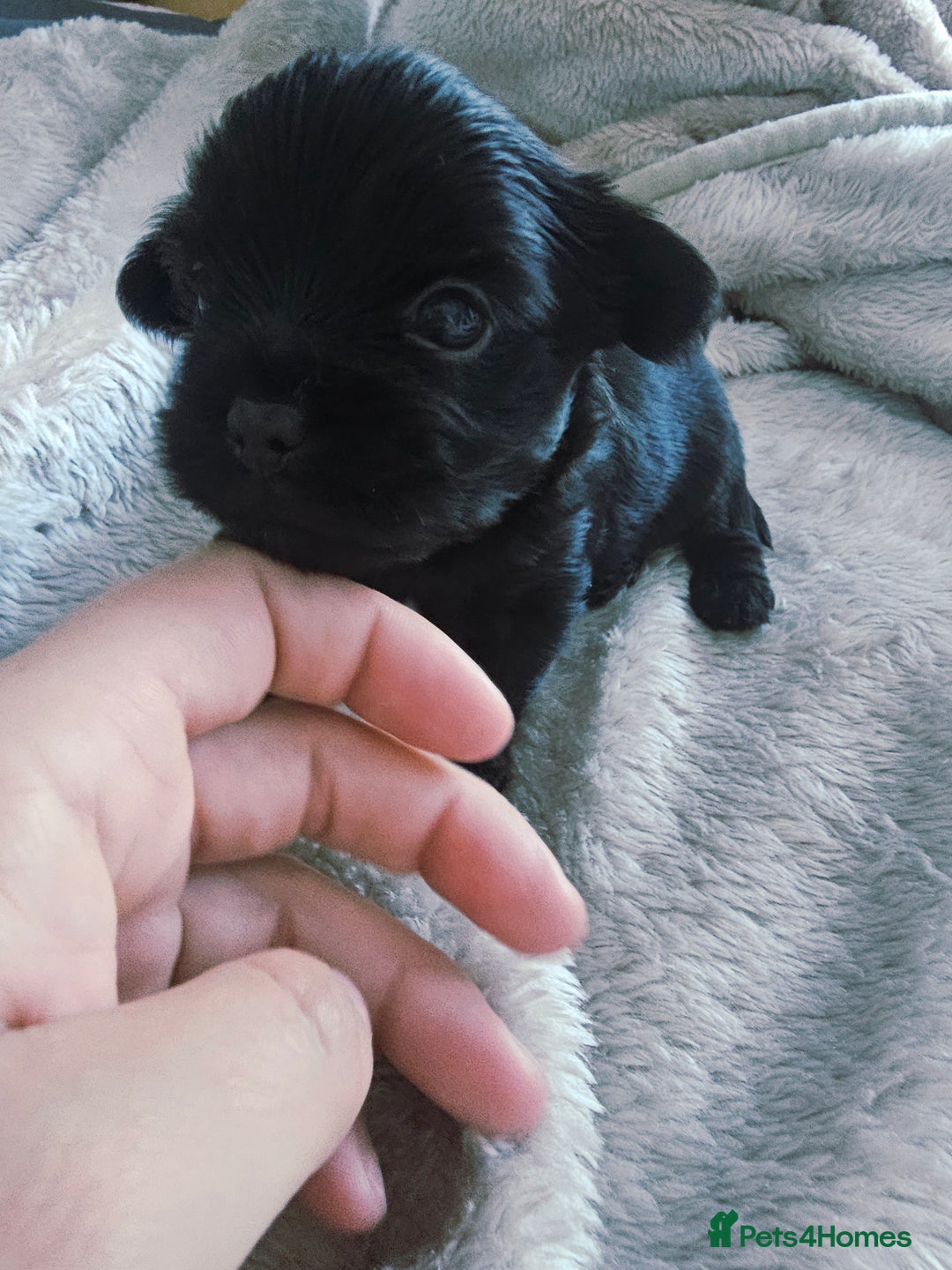 Yorkshire Terrier dogs for sale: Mini Yorkshire terrier Biewer Chocolate /black  - Image 6