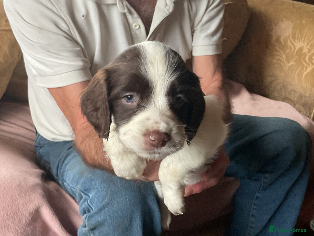English Springer Spaniel dogs for sale: English Springer Spaniels - Image 7