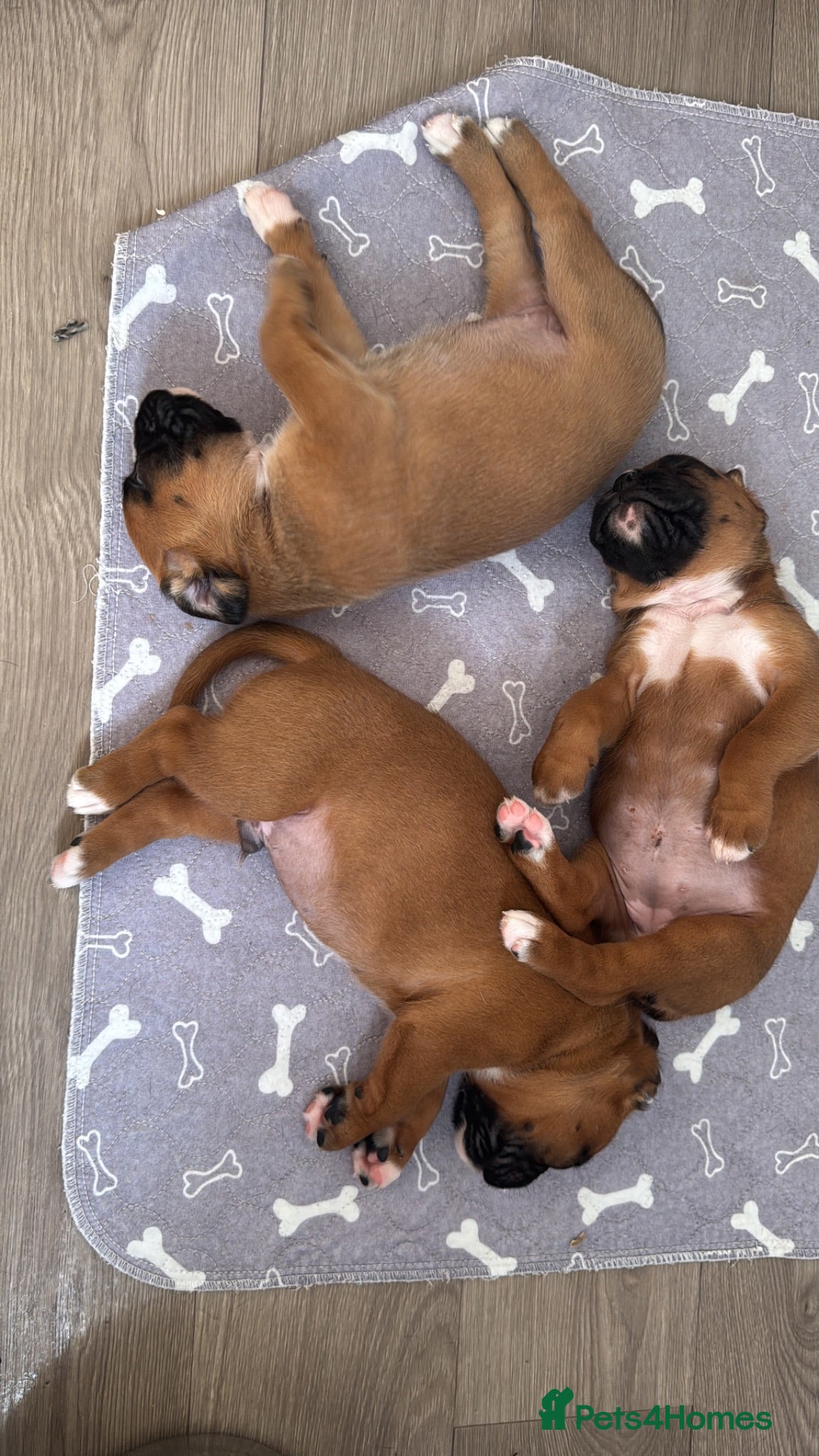 Boxer dogs charthaihen boxers - Advert 5