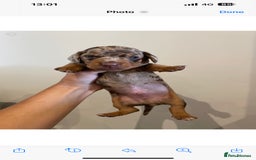 Miniature Dachshund dogs for stud: PROVEN-KC STUD minature smooth haired dachshund in Catterick Garrison - Image 8