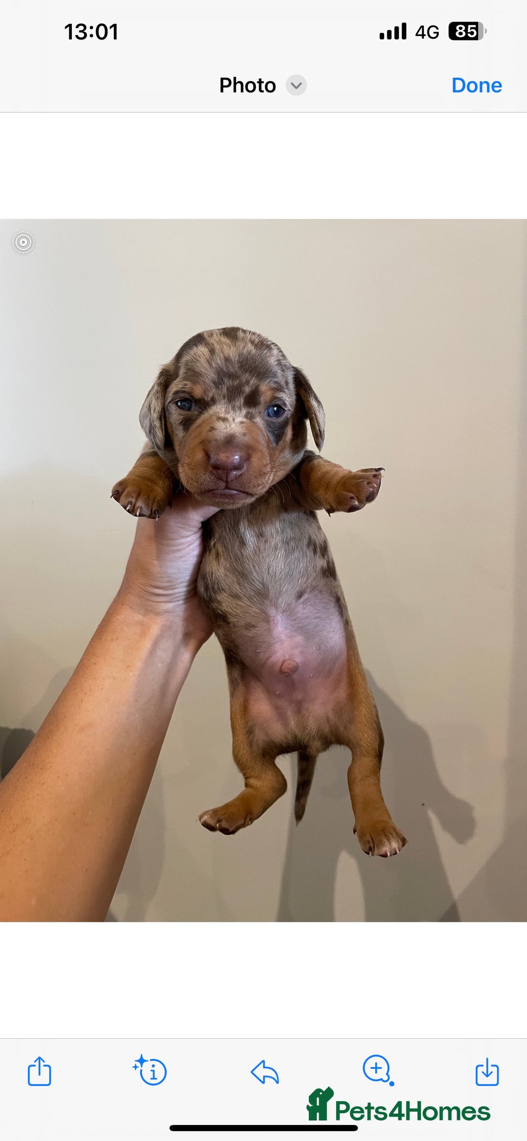 Miniature Dachshund dogs for stud: PROVEN-KC STUD minature smooth haired dachshund in Catterick Garrison - Image 8
