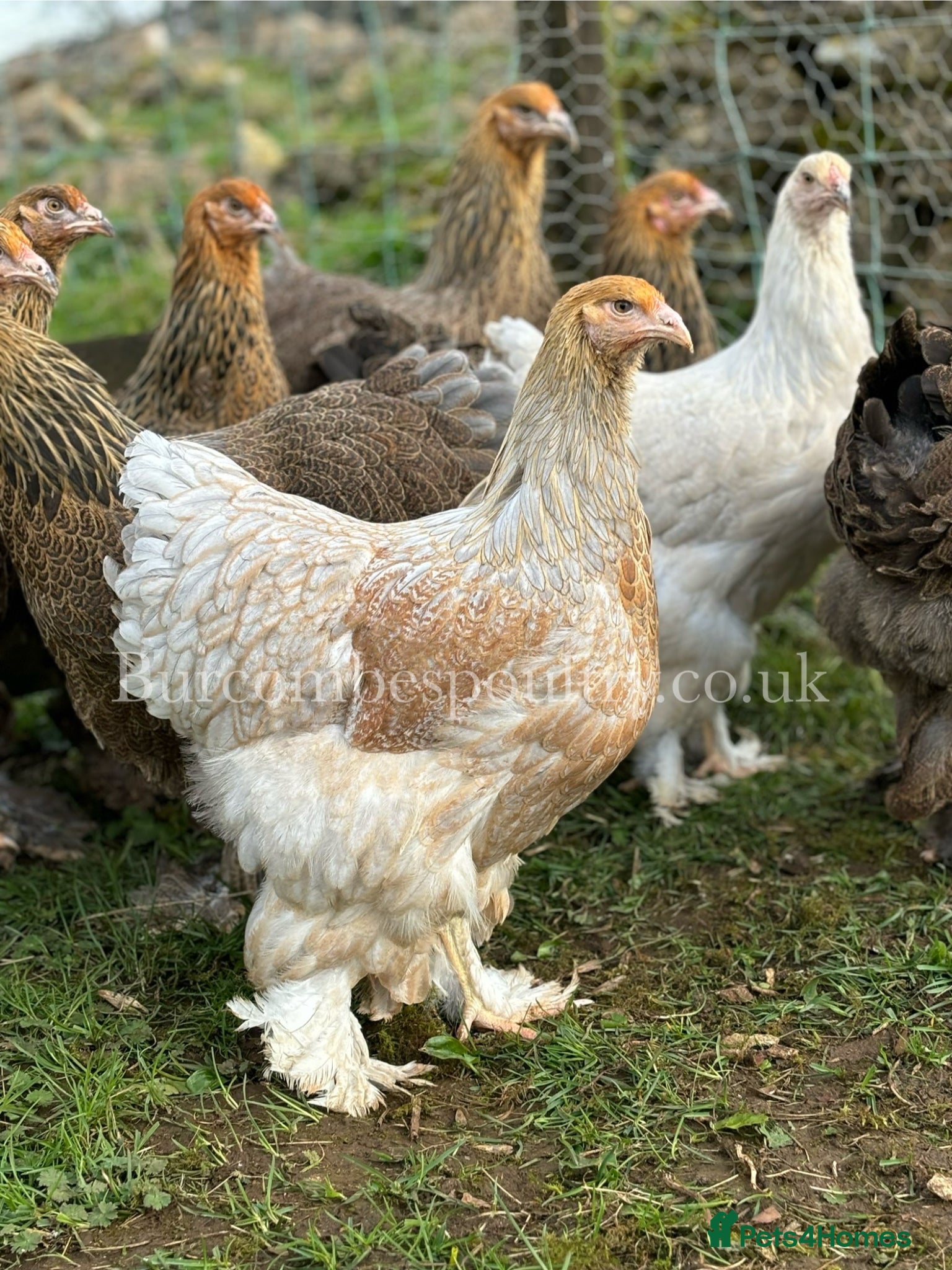 Chickens poultry Brahma for sale - Advert 3