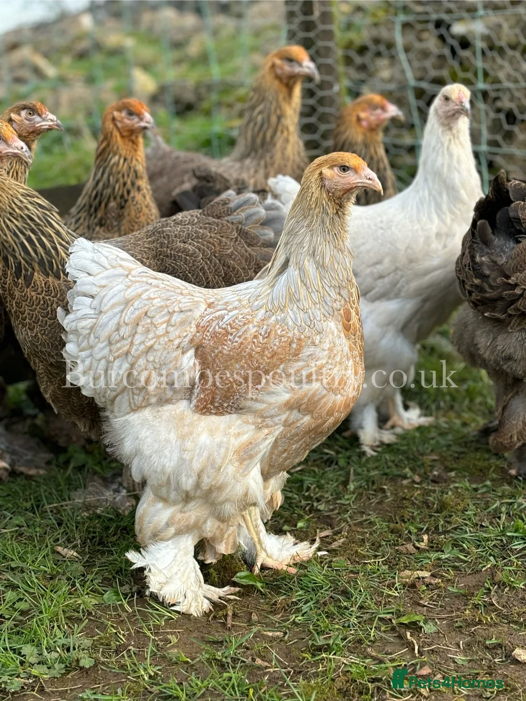 Chickens poultry for sale: Brahma for sale - Advert 2