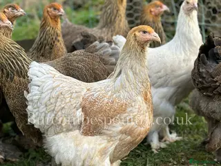 Chickens poultry Brahma for sale - Advert 3