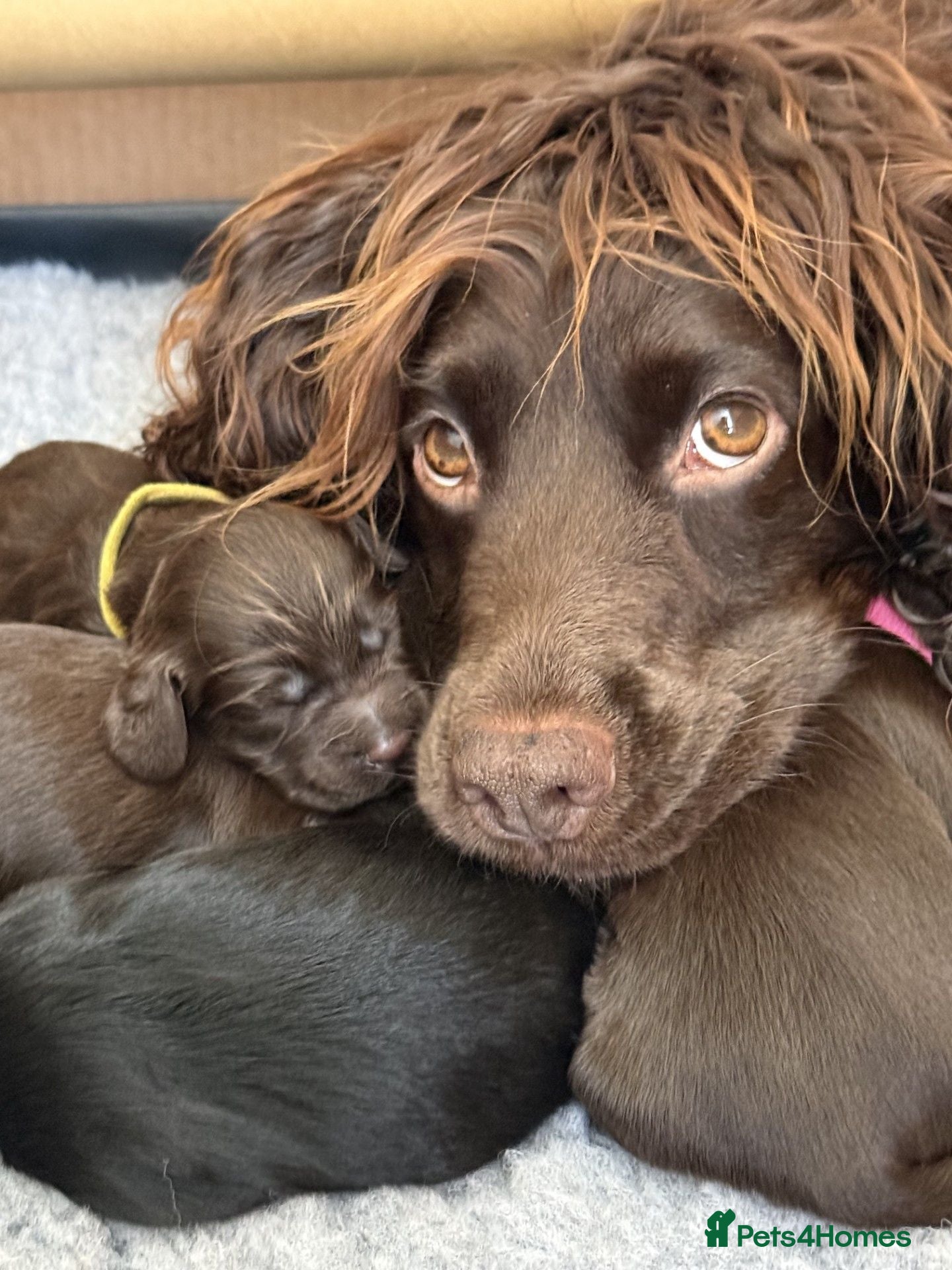 Cocker Spaniel dogs Working cocker pups - Advert 1