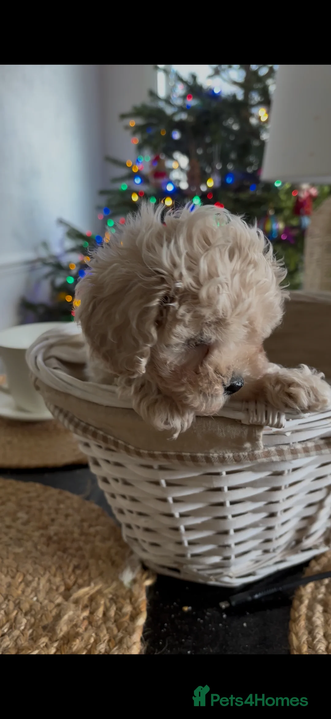 Maltipoo dogs for sale: Exquisite Maltipoo puppies  - Advert 19