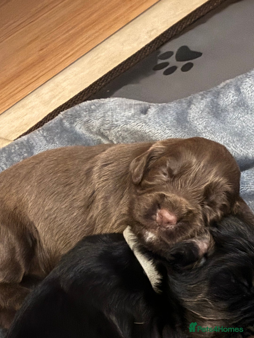 Cocker Spaniel dogs for sale: Beautiful Cocker Spaniel Puppies - Advert 22