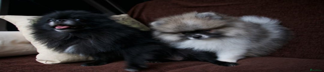 Pomeranian Puppy 3