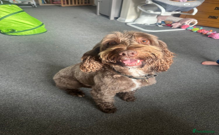 Sproodle dogs - Advert 1