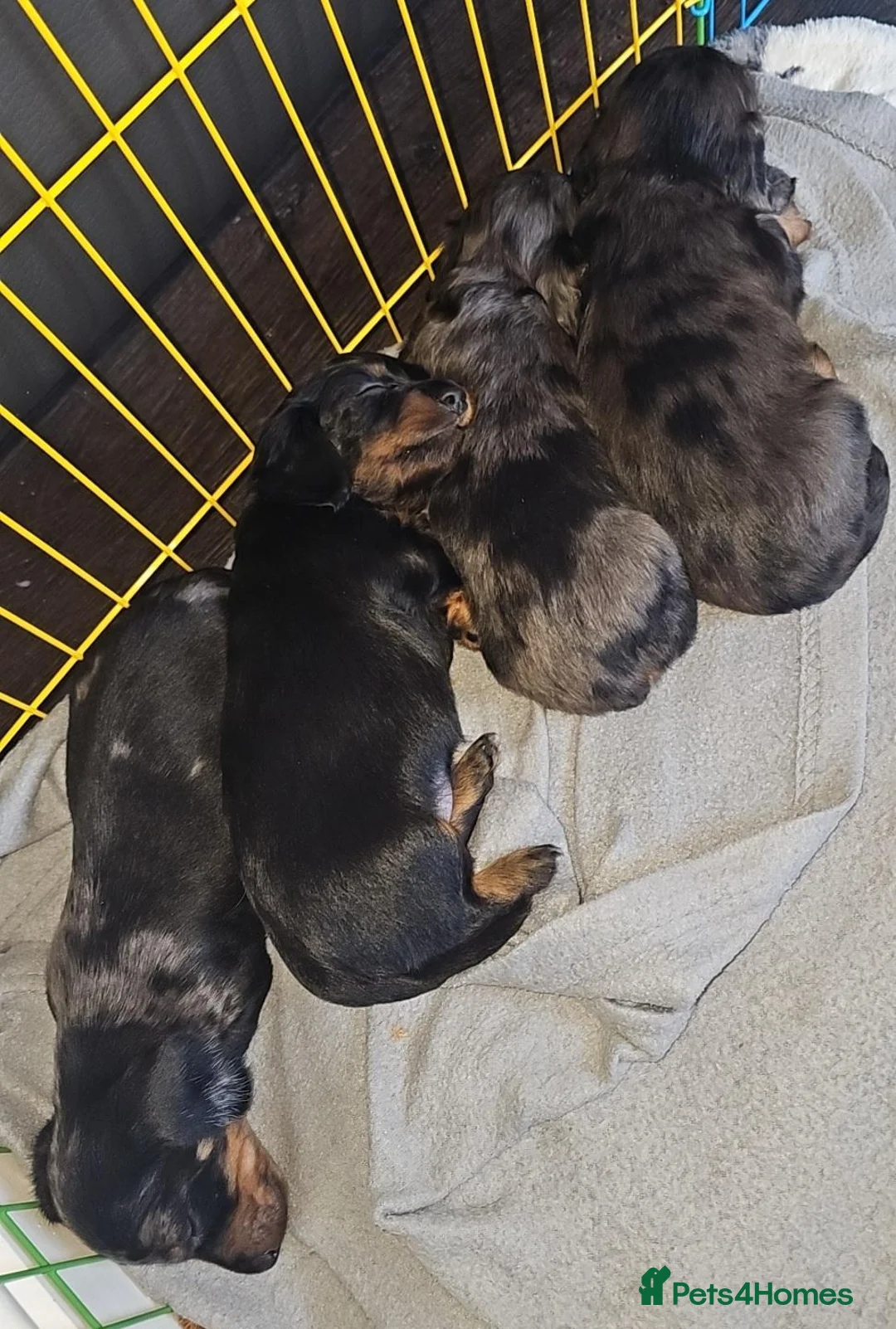 Miniature Dachshund dogs for sale: Miniature dachshunds - Advert 2
