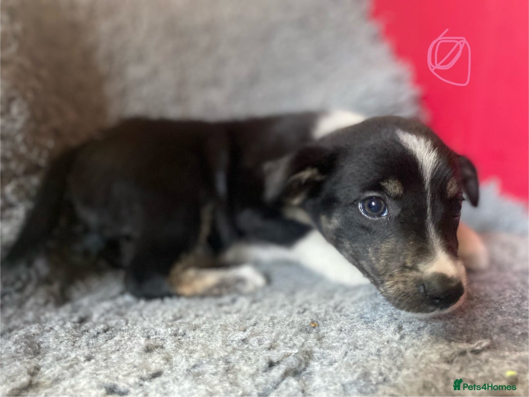 Border Collie dogs for sale: Border collies  - Image 4