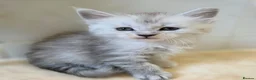 Maine Coon cats for sale: Pedigree TICA Registered Maine Coon Kittens - Advert 1