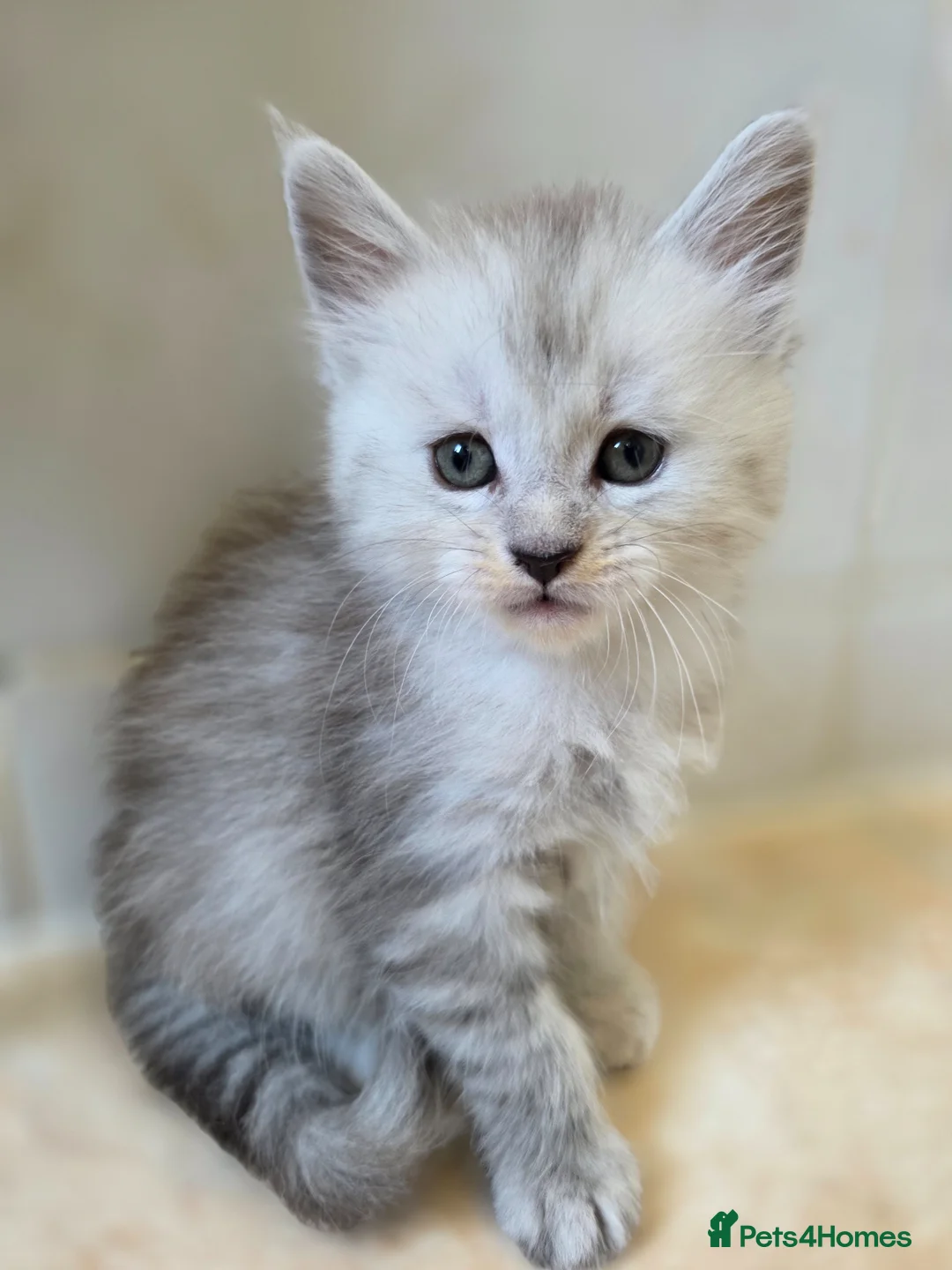 Maine Coon cats for sale: Pedigree TICA Registered Maine Coon Kittens - Advert 1