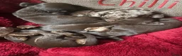 Mixed Breed dogs for sale: English springer spaniel cross dachshund  - Advert 13