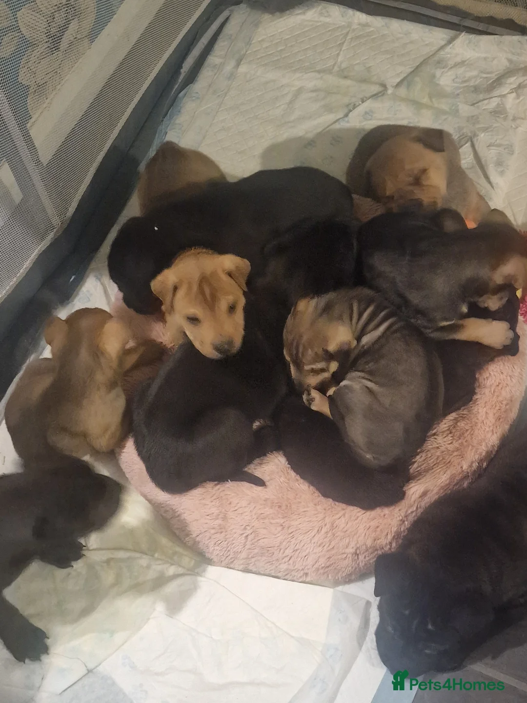 Mixed Breed dogs for sale: 11 chunky rottpei puppys  - Advert 9