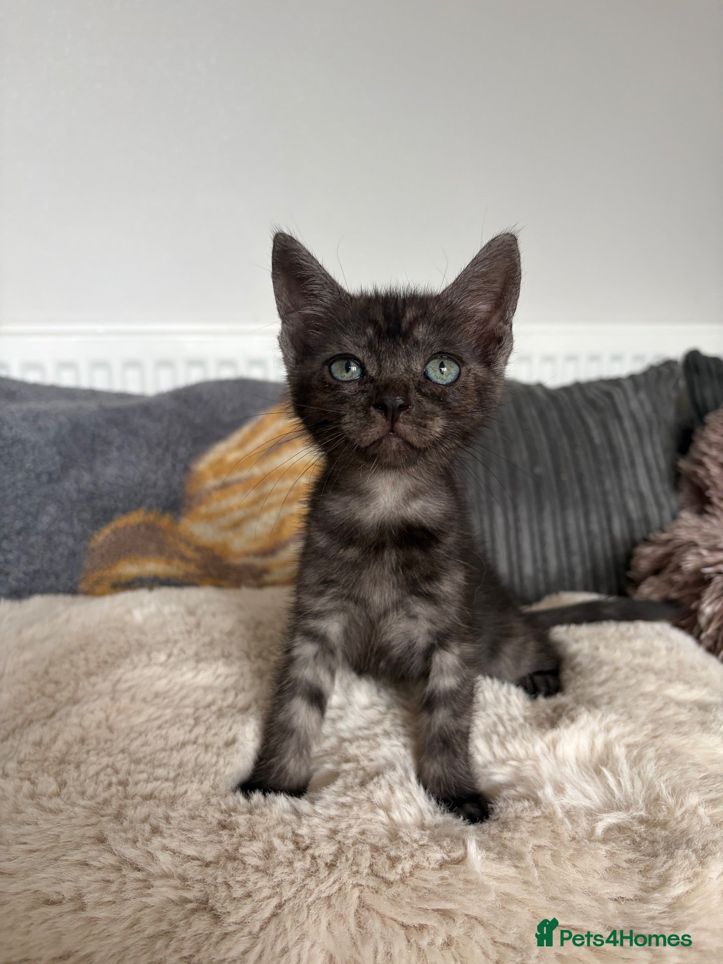 Mixed Breed cats Mixed Maine Coon kittens  - Advert 1