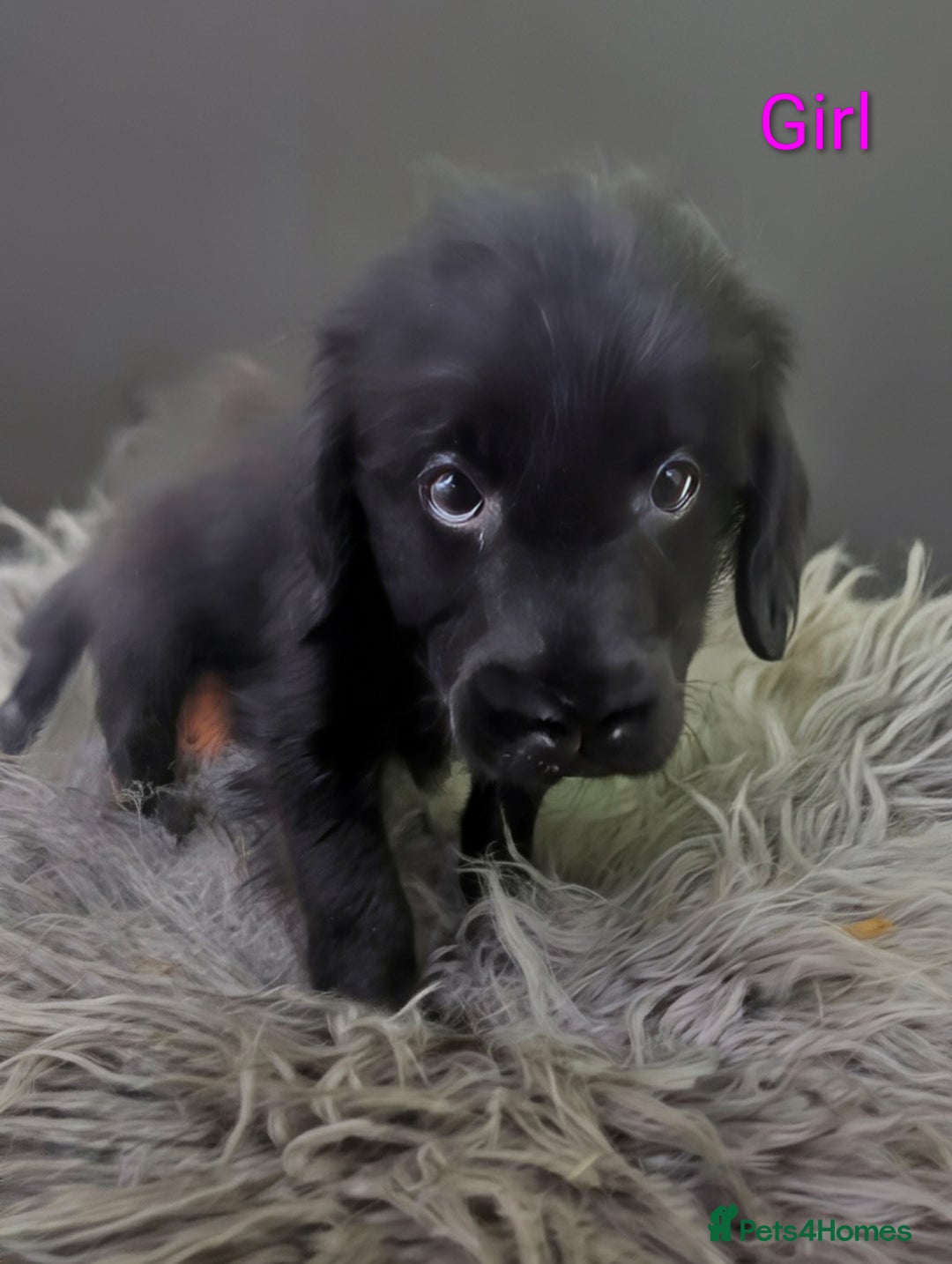 Labradoodle dogs for sale: Miniature F1 Labradoodle Puppies - Advert 5