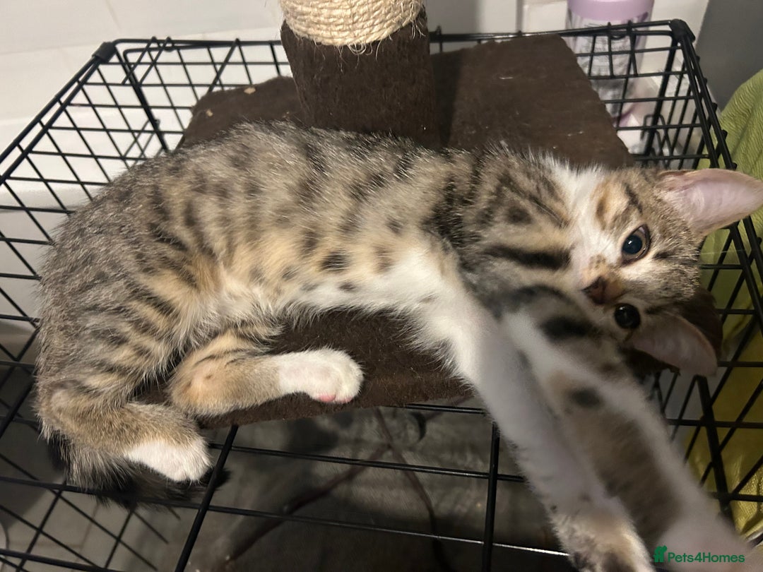 British Shorthair cats for sale: One female kitten for sale - Advert 17