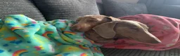 Dachshund dogs for sale: Male dachound in Nuneaton - Advert 5