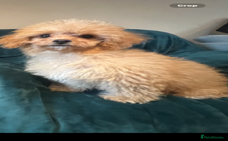 Cavapoo dogs - Advert 4