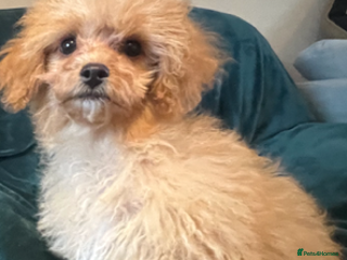 Cavapoo dogs - Advert 4
